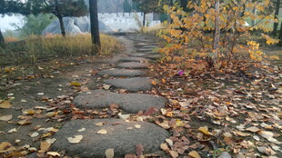 秋日落叶铺就的林间小径