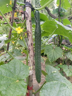 藤蔓上的鲜嫩黄瓜