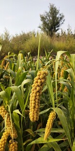 金黄谷穗田野丰收景象