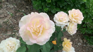 淡粉色盛开的娇艳月季花