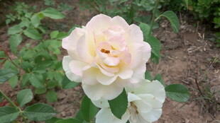 淡雅白玫瑰绽放