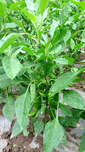 田间生长的青椒植株