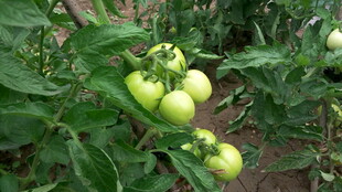 青西红柿挂在繁茂植株上