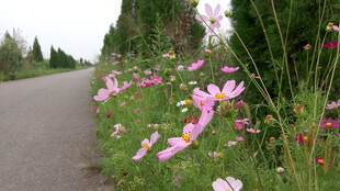 路边绽放的多彩美丽野花