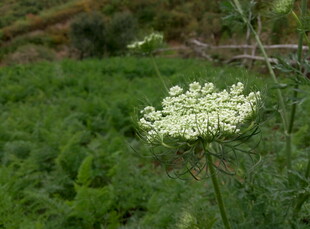 田野中的白色小花