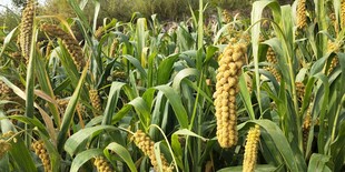 金黄谷穗的田间景象