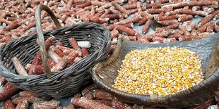 农家用具与谷物的质朴场景