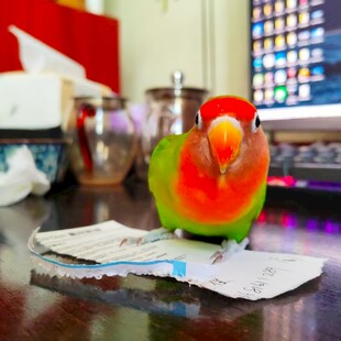 鹦鹉