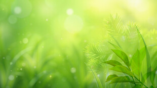 清新绿意盎然的草地