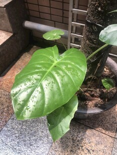 室内绿植龟背竹特写