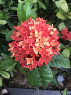艳丽龙船花绽放