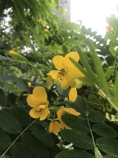 金黄花朵绽放绿叶间