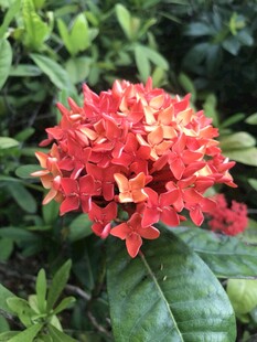 艳丽红色龙船花绽放