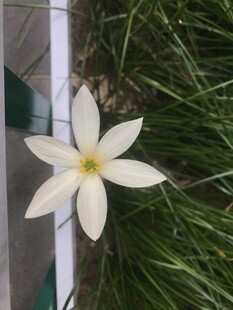 白色星状花朵绽放