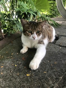 户外萌态猫咪