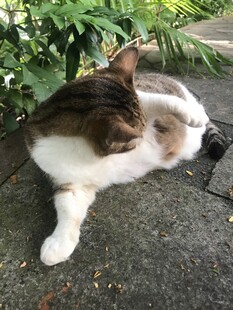 慵懒猫咪惬意躺卧