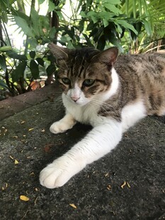 慵懒猫咪惬意趴卧
