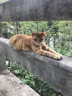 橘猫慵懒趴于栏杆上