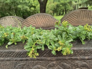 石栏上的绿植与复古座椅