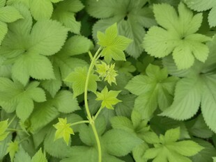 嫩绿叶片中的纤细植物