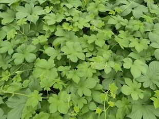 翠绿繁茂的植物叶片