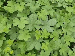 翠绿叶片的植物特写