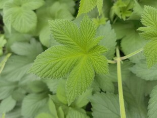 嫩绿葎草叶片特写