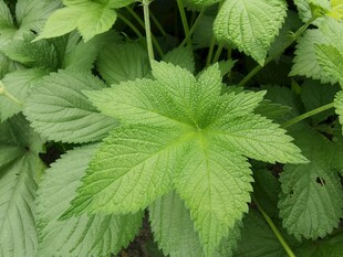 翠绿掌状叶片植物特写