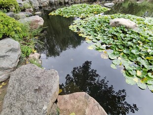 静谧池塘边的自然景致