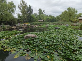 荷塘绿意浓景美如画
