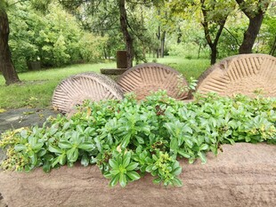 石上绿植自然清新景致