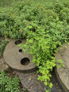 草丛中的带孔圆形石构件