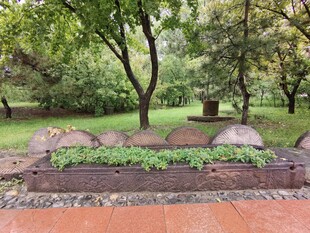 公园中的特色绿植景观