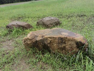 草地上的几块褐色石头