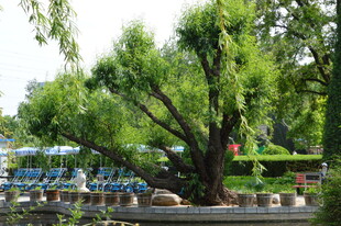 公园风景  