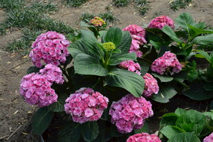 绣球花  