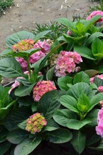 绣球花  