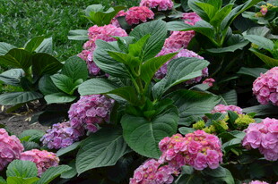  绣球花 
