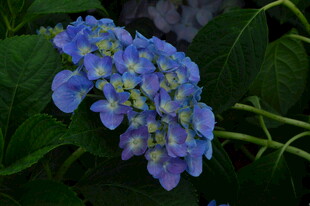 绣球花  