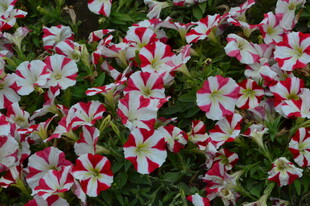 矮牵牛花  