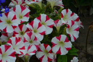 矮牵牛花 