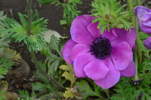 银莲花 