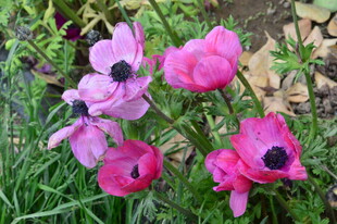 银莲花 