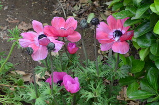 银莲花 