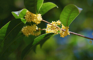 枝头绽放的金黄桂花