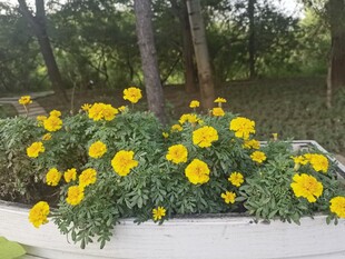 花坛中盛放的黄色花朵