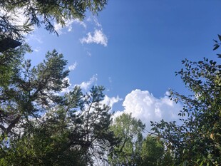 林间蓝天