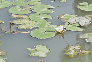 池塘中的睡莲与荷叶
