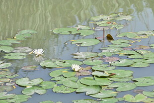 池塘中的睡莲与荷叶