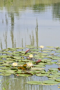 池塘中的睡莲与荷叶